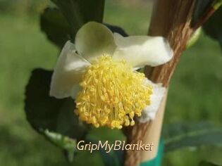 GripMyBlanket