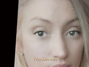 Harlowrose